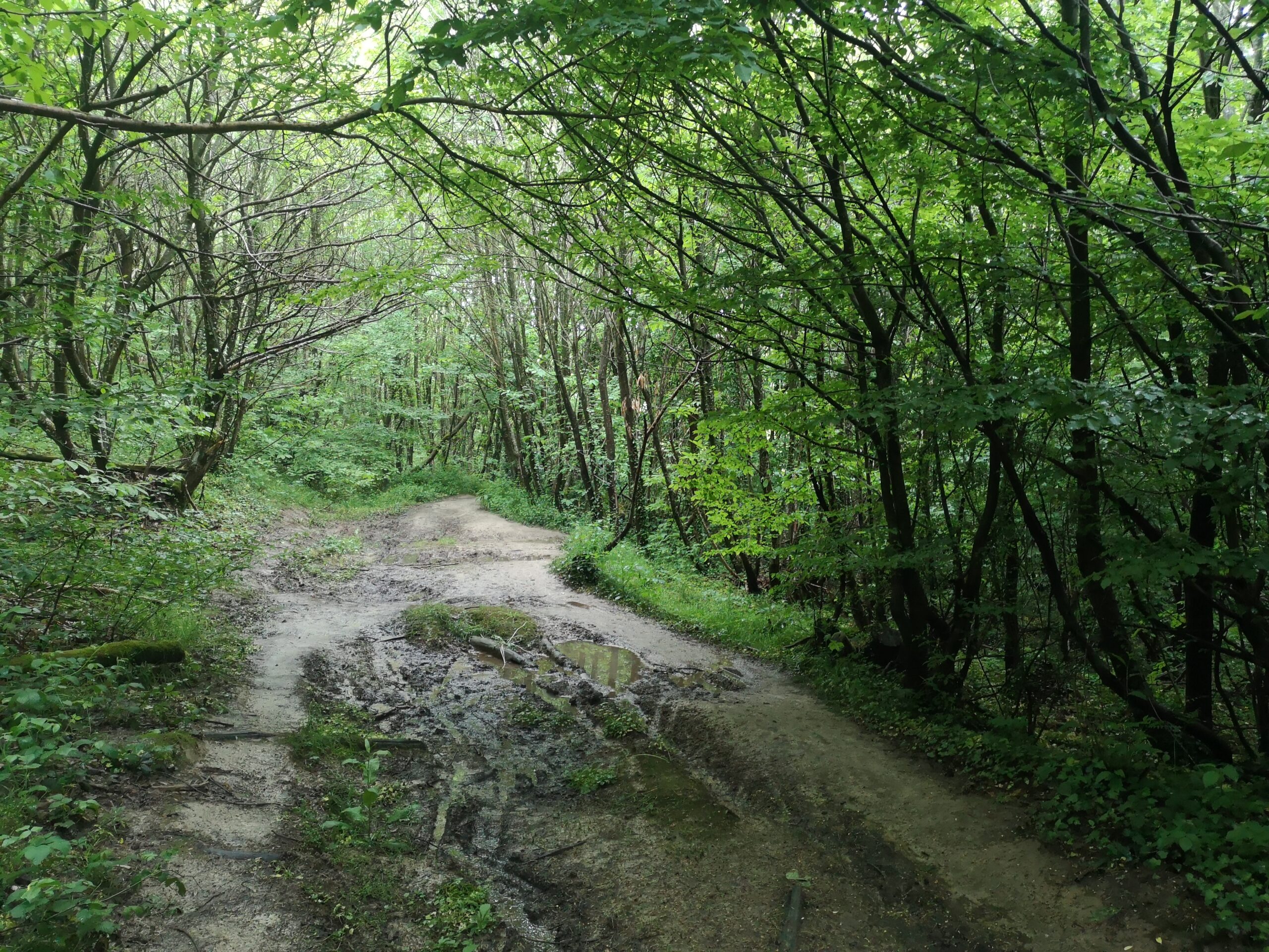 Bois de Tholomé_Pays de l'Ozon